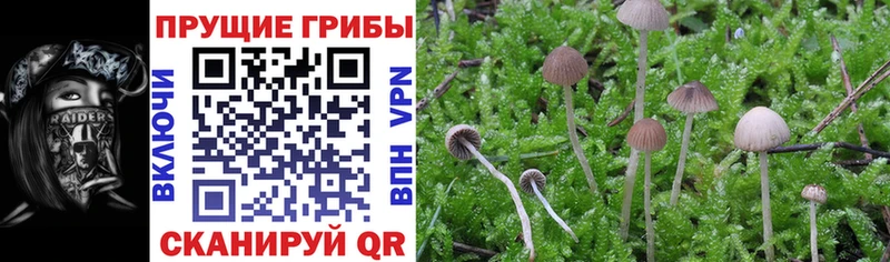 Галлюциногенные грибы Psilocybine cubensis  Валуйки 